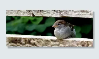 选择性，聚焦照片，棕色，麻雀栖息，木制，帕维梅内特，动物，鸟