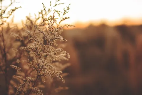 白色植物 白色植物