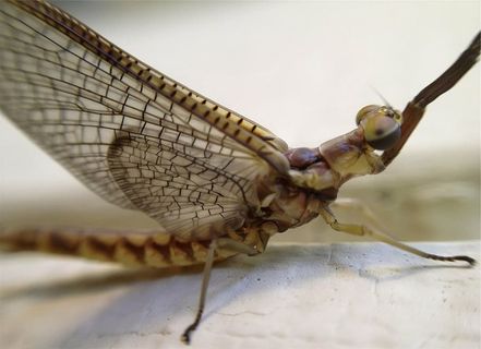 棕色昆虫，近景，摄影，蜻蜓，昆虫，一种动物，动物主题，动物野生动物