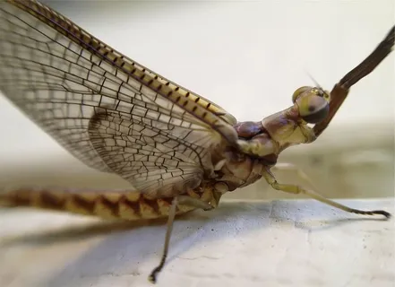 棕色昆虫，近景，摄影，蜻蜓，昆虫，一种动物，动物主题，动物野生动物