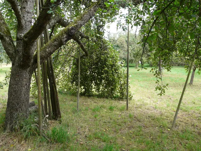 果园，果树，农业，支持，苹果树状柱，水果，收获，依赖