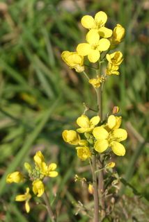 开花，开花，春天，花，蔬菜，开花植物，植物，脆弱