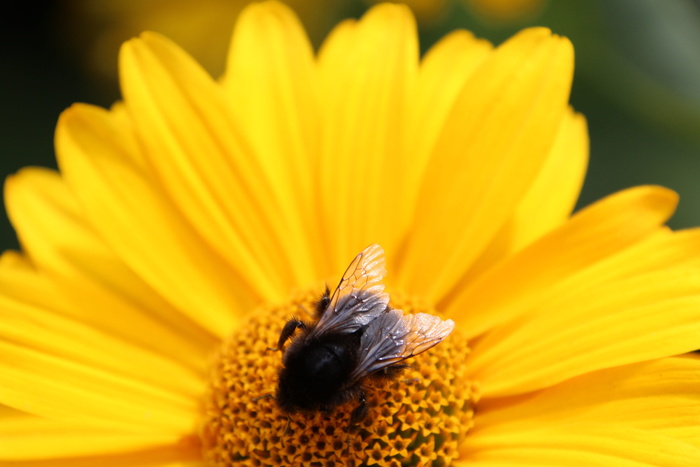 开花，开花，黄色，昆虫，开花植物，花，花瓣，花头