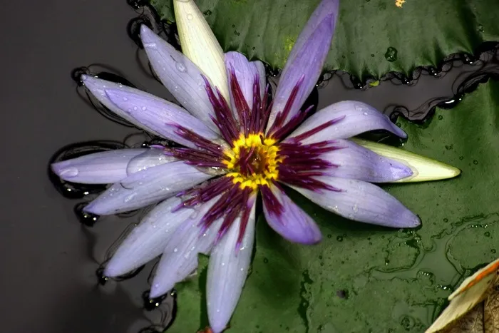 睡莲，黄色，水生植物，紫罗兰，紫黄色，花朵，开花植物，脆弱性