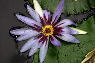 睡莲，黄色，水生植物，紫罗兰，紫黄色，花朵，开花植物，脆弱性