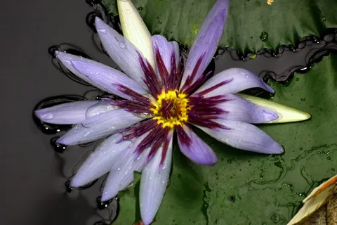 睡莲,黄色,水生植物,紫罗兰,紫黄色,花朵,开花植物,脆弱性 睡莲,黄色,水生植物,紫罗兰,紫黄色,花朵,开花植物,脆弱性