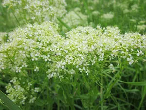 lepidium draba，whitetop，灰水芹，野花，植物，植物，植物学，物种