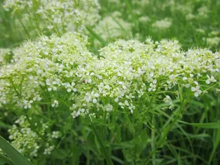 lepidium draba，whitetop，灰水芹，野花，植物，植物，植物学，物种