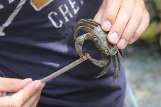 螃蟹，淡水，捕获，蟹爪，抓取，手，一人，人手