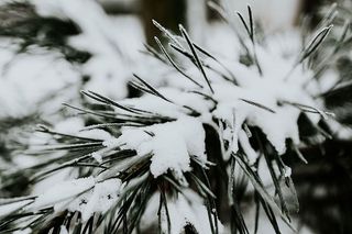 雪树特写