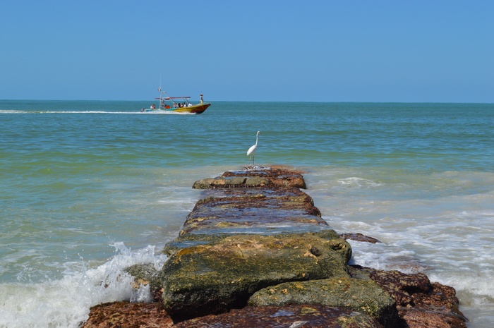 鸟、海洋、船、景观、holbox、大自然、度假、同伴