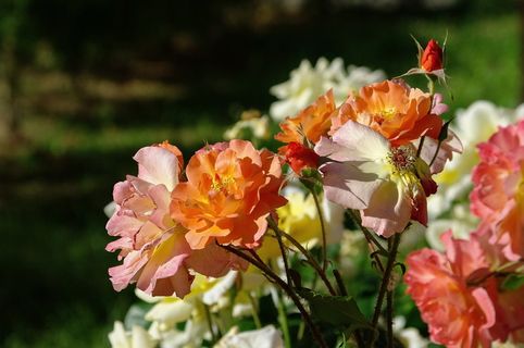 收据，玫瑰，成分，茶，玫瑰花瓣，自然，开花植物，花