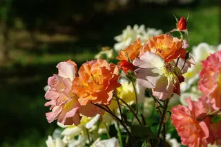 收据，玫瑰，成分，茶，玫瑰花瓣，自然，开花植物，花