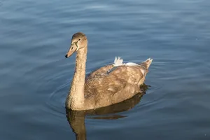 天鹅，水，动物，水鸟，schwimmvogel，动物世界，水，小天鹅