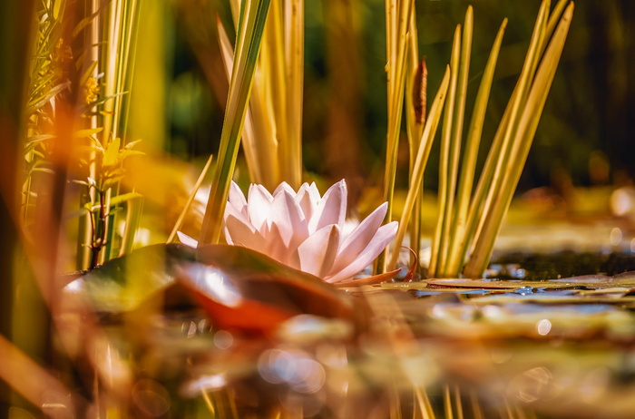 睡莲，水生植物，花，开花，开花，粉红色，植物，罗森戈斯湖