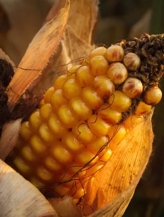 玉米，秋天，秋天，黄色，农业，树叶，收集，田地