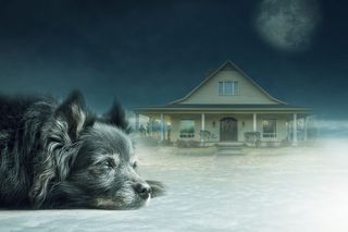 房子，混凝土，房子插图，狗，孤独，天空，云，光