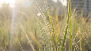绿草的选择性聚焦摄影