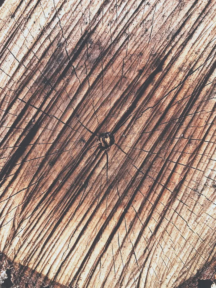 美国，切斯特顿，秋天，死亡，结，森林，森林，火柴