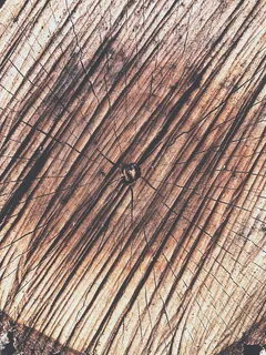 美国，切斯特顿，秋天，死亡，结，森林，森林，火柴