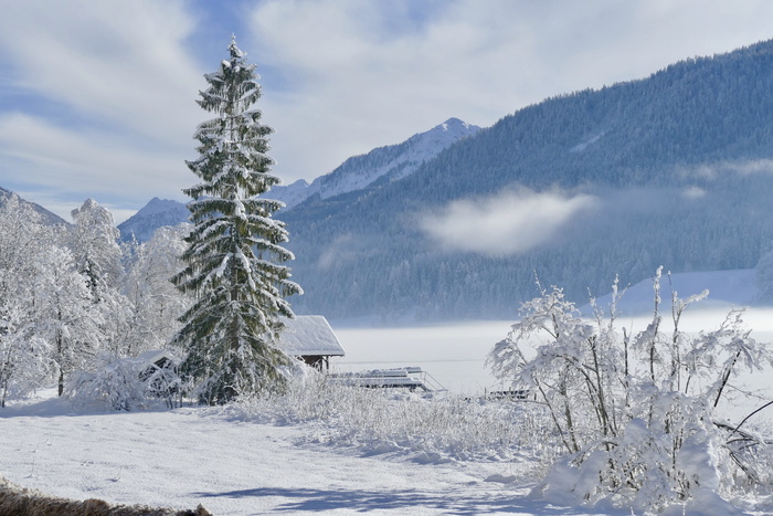 绿色，松树，房子，有盖，雪，冬天，寒冷，霜冻