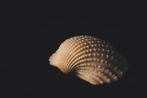 壳 壳
