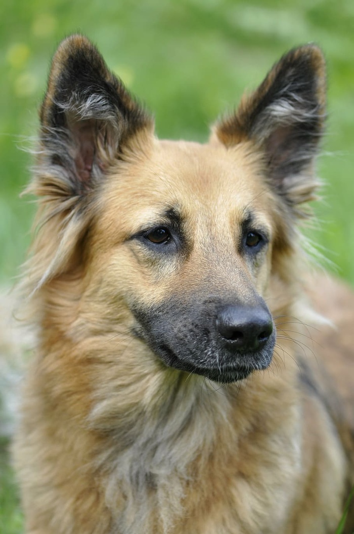 成人、黑人、棕褐色、德国牧羊犬、狗、动物、肖像、头部