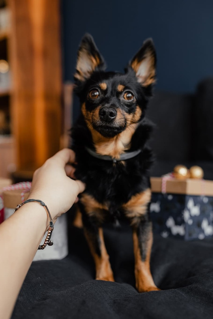 送给可爱小狗的圣诞礼物