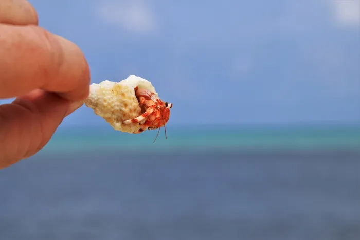 螃蟹、海滩、海洋、马尔代夫、假日、河岸、水、自然