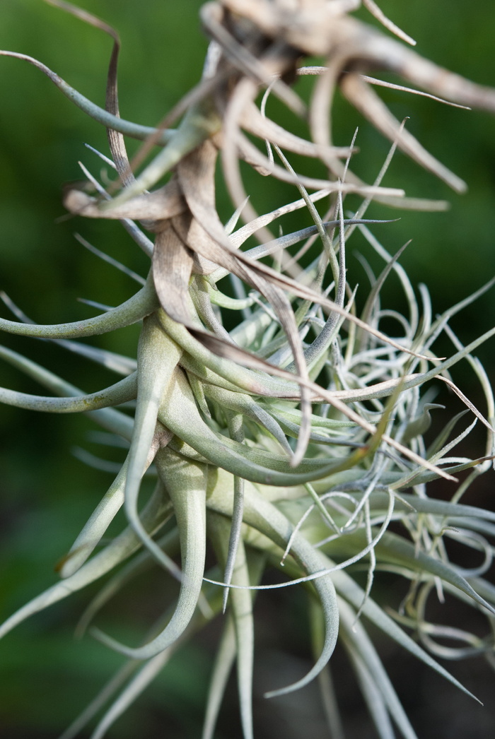 植物，自然，空气植物，绿色，叶子，仙人掌，特写，聚焦前景
