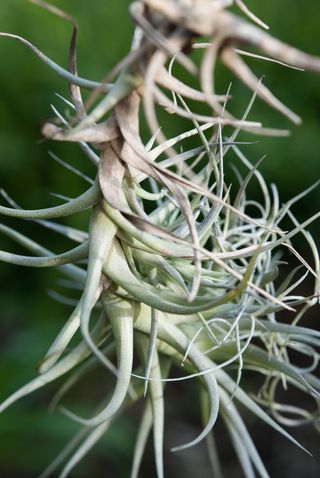 植物，自然，空气植物，绿色，叶子，仙人掌，特写，聚焦前景