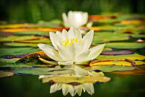 睡莲花,百合荚,身体,水,睡莲,黄体,水生植物,自然 睡莲花,百合荚,身体,水,睡莲,黄体,水生植物,自然