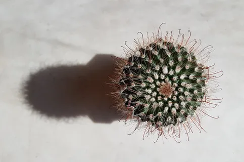 仙人掌,阴影,肉质植物,植物,刺,绿色,植物,特写 仙人掌,阴影,肉质植物,植物,刺,绿色,植物,特写