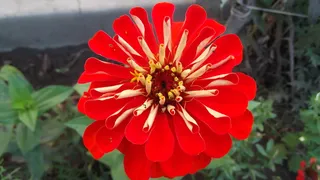 merchant louis，flower macro-2017，苔藓，开花植物，花朵，脆弱性，植物，脆弱性