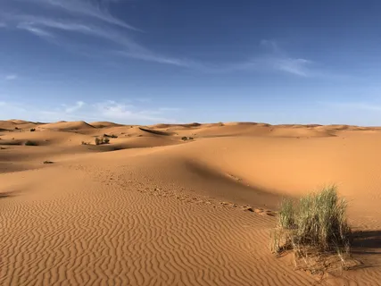 撒哈拉沙漠上的绿草 撒哈拉沙漠上的绿草