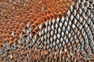 种子，向日葵，向日葵，植物，干燥，空，棕色，购物车