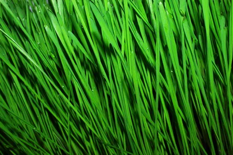 小麦，小麦绿叶，食品，生食主义者，健康食品，适当营养，芽，渣