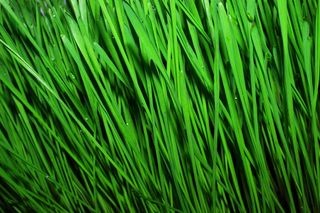 小麦，小麦绿叶，食品，生食主义者，健康食品，适当营养，芽，渣