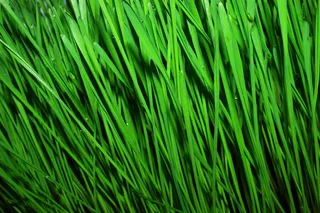 小麦，小麦绿叶，食品，生食主义者，健康食品，适当营养，芽，渣