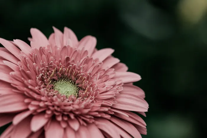 粉色花瓣的花，花朵，花朵，植物，雏菊，雏菊，植物，大丽花