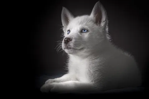 小狗，小狗，哈士奇，白色哈士奇，婴儿哈士奇，蓝眼睛，狗，狗