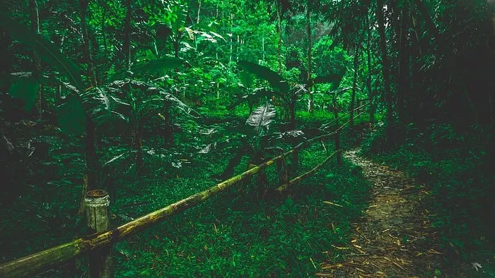丛林、小径、夏天、旅行、度假、度假、植物、自然