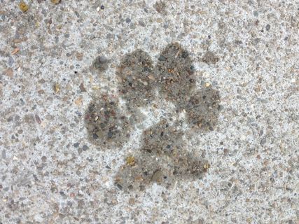 爪子印，混凝土，表面，狗，爪子，宠物，小狗，狗狗