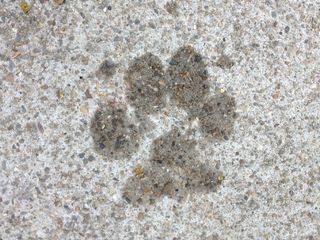 爪子印，混凝土，表面，狗，爪子，宠物，小狗，狗狗