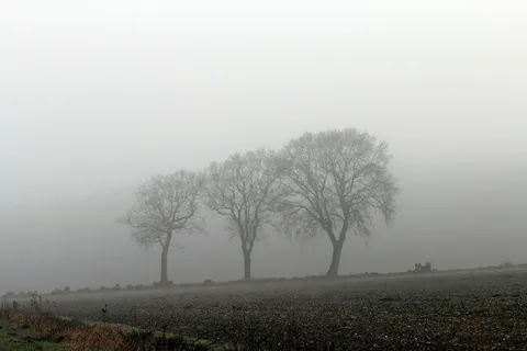 雾，秋天，自然，神秘，天气心情，天气，心情，树