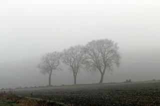 雾，秋天，自然，神秘，天气心情，天气，心情，树