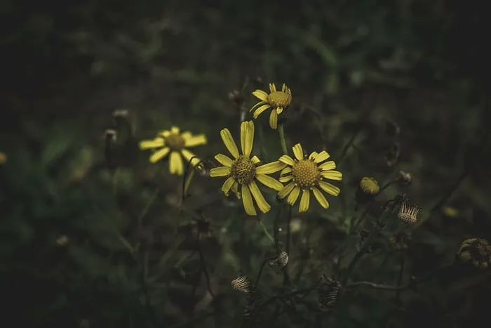 黄色雏菊花，黄色，雏菊，微距，镜头，摄影，黑暗，花