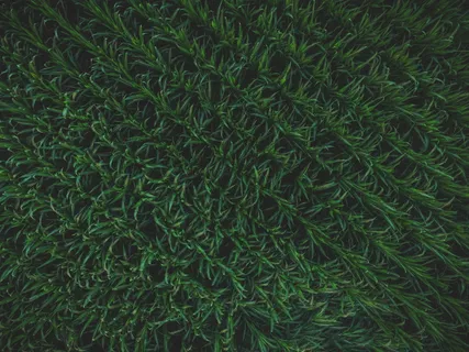 绿叶植物航拍照片 绿叶植物航拍照片