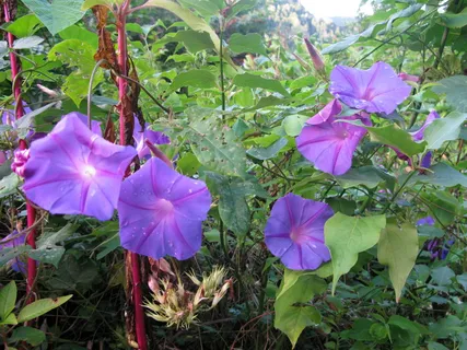 漏斗线、风、牵牛花、花朵、紫色、明亮、紫色、攀缘植物 漏斗线、风、牵牛花、花朵、紫色、明亮、紫色、攀缘植物