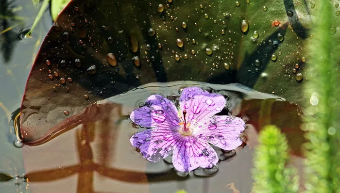 睡莲，黄花，百合垫，黄花叶，叶子，水生植物，自然，花园池塘